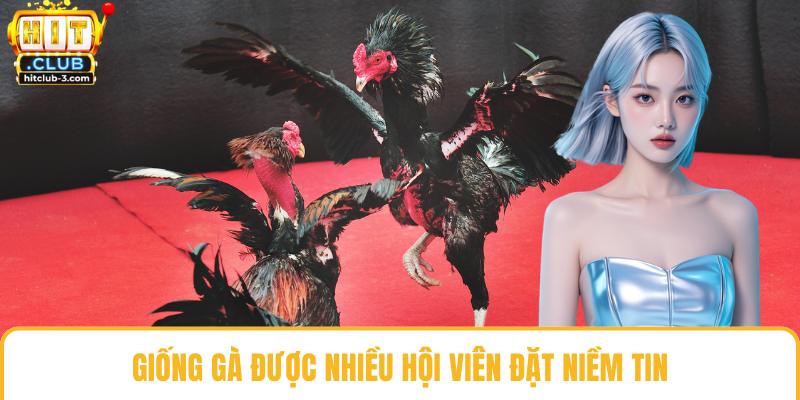 Giống gà được nhiều hội viên đặt niềm tin