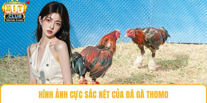 Hình ảnh cực sắc nét của đá gà Thomo