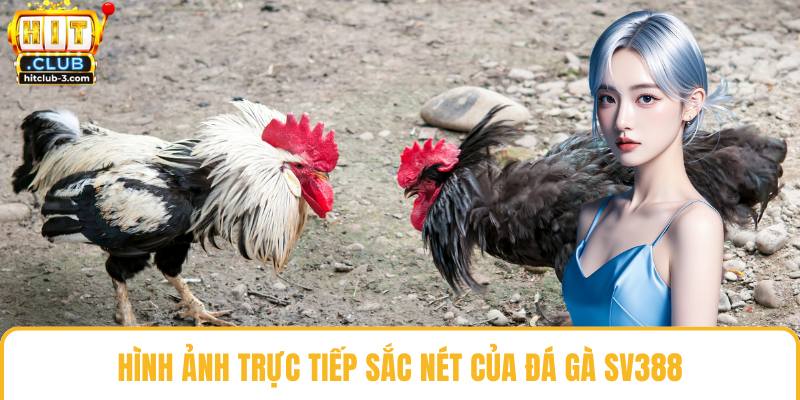 Hình ảnh trực tiếp sắc nét của đá gà SV388
