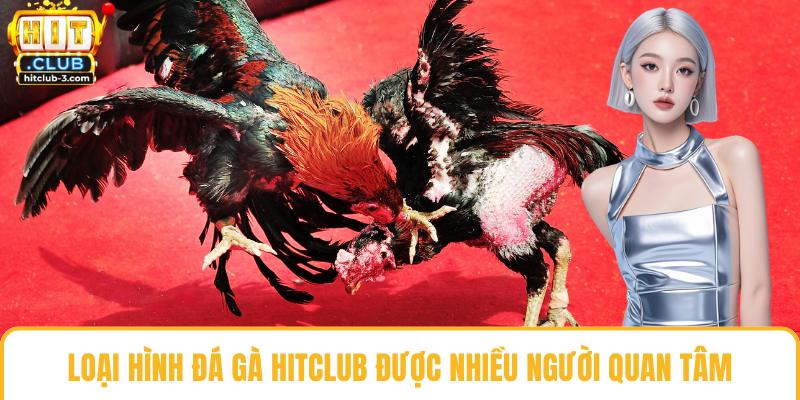 Loại hình đá gà Hit club được nhiều người quan tâm