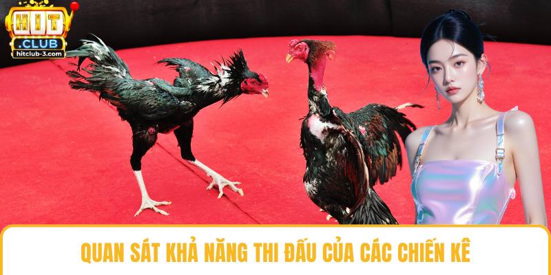 Quan sát khả năng thi đấu của các chiến kê